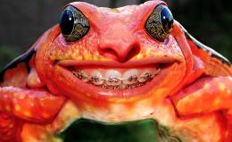 SmilingFrog